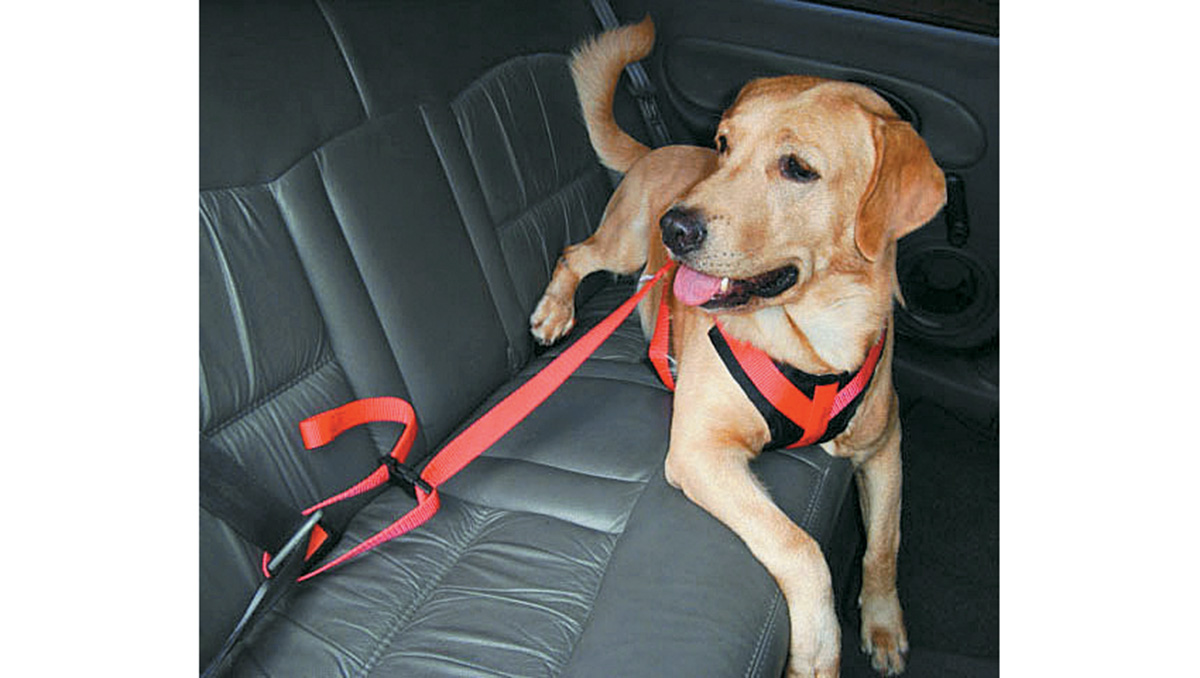 Viagem do c&atilde;o