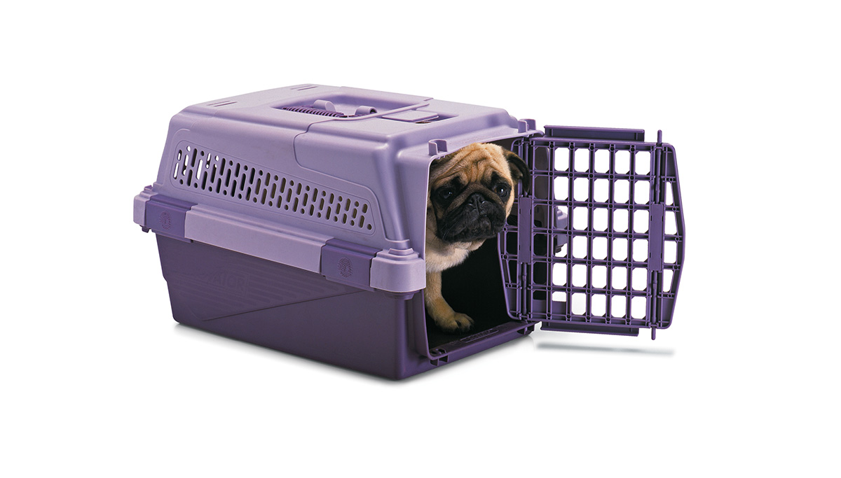 Viagem do c&atilde;o