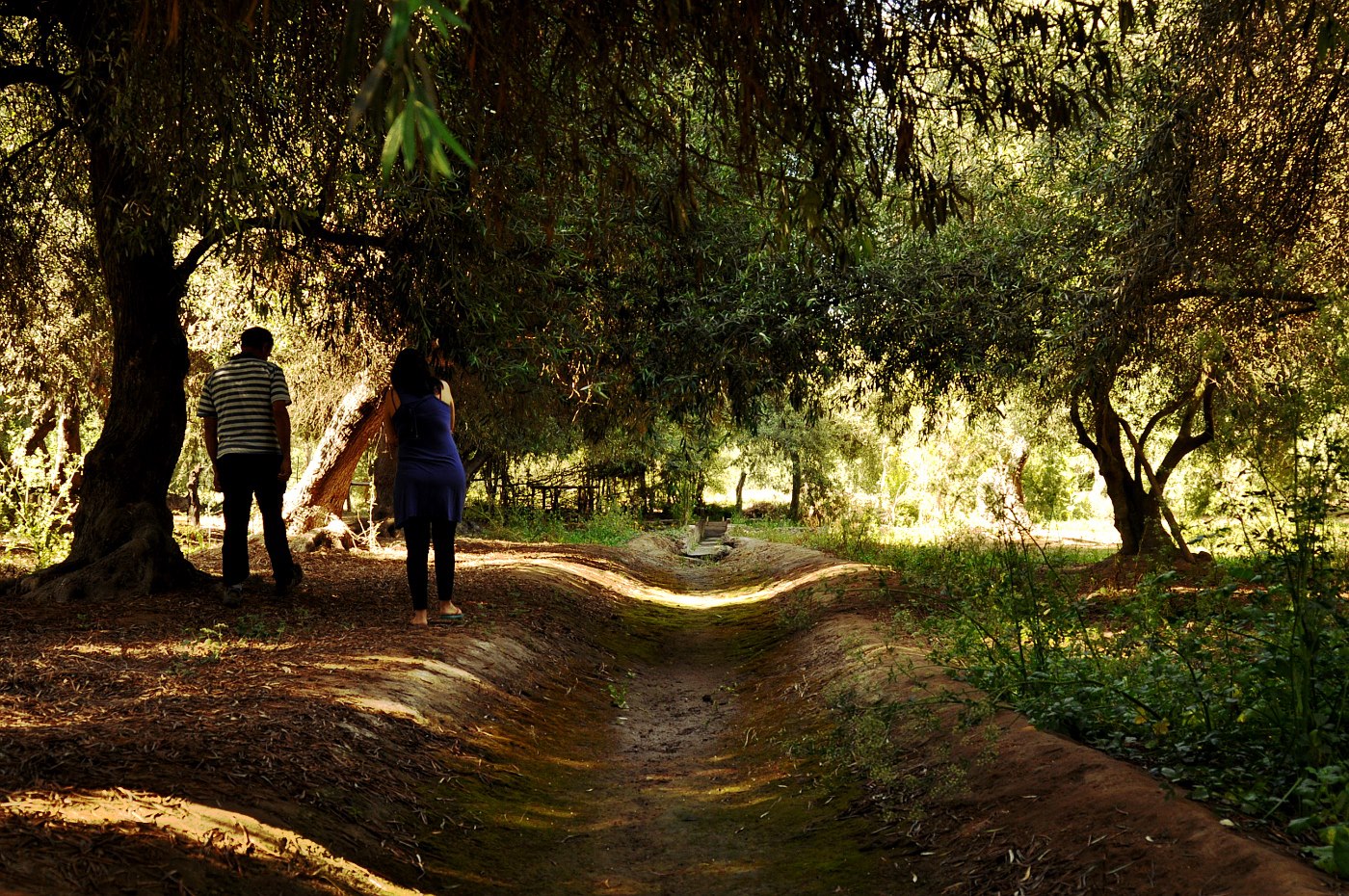 Oliveiras centen&aacute;rias em Caldera