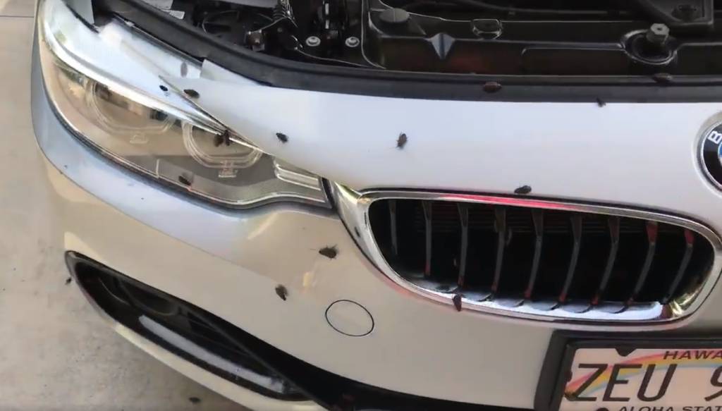 Vídeo: BMW estacionada fica infestada de baratas