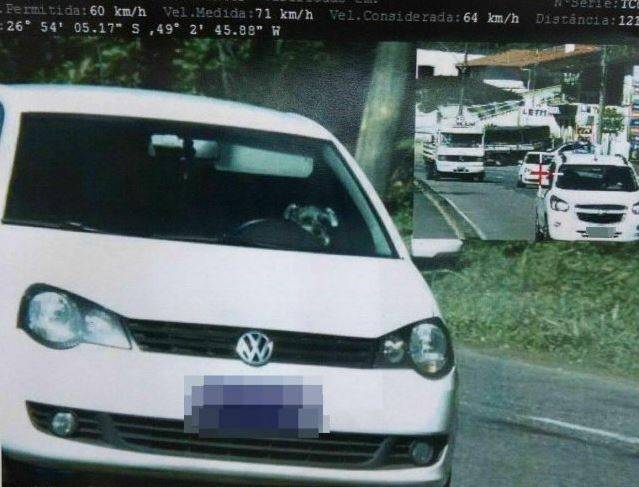 Cachorro “toma” multa em Santa Catarina