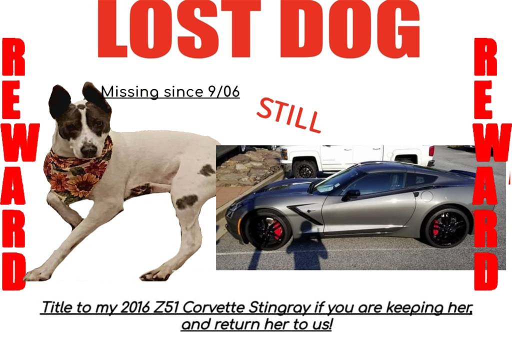 Casal oferece Corvette Stingray Z51 para quem entregar cachorro que fugiu