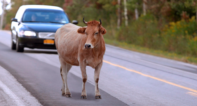 Motorista que atropelar animal na estrada será indenizado pela concessionária